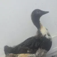 فروش جوجه اردک چند ماهه