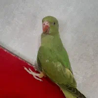 طوطی ملنگو