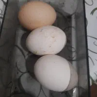 سلام تخم مرغ بومی نطفه دار