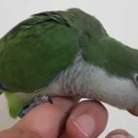 راهب ماده