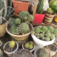 گل طبیعی|گل و گیاه طبیعی|اصفهان, الهیه|دیوار