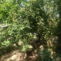 باغ در دره مراد بیک