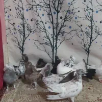 کفتر|پرنده|کاشان, راوند|دیوار
