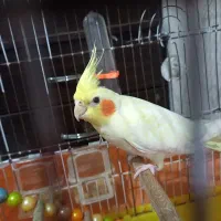 عروس هلندی تاج پرنسسی