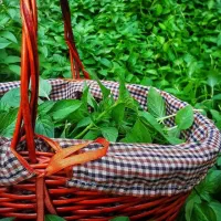 سبز زندگی کن(کار مخصوص بانوان)