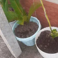 گل سیکاس|گل و گیاه طبیعی|رشت, کوی عرفان|دیوار
