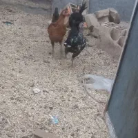 جوجه ۳ماهه