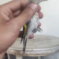 جوجه سهره