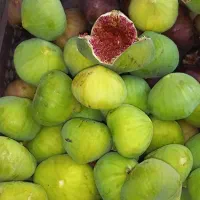 انجیر سفید ارگانیک