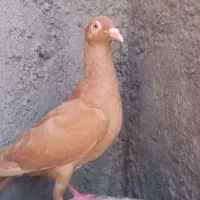 کفتر زرد المانی