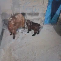 دو عدد بز و بزغاله