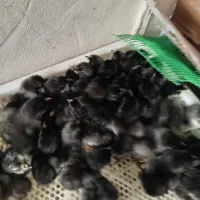 جوجه مرغ مرندی جوجه مرغ گلپایگانی