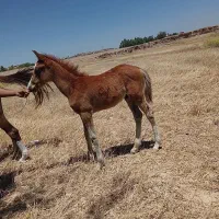 فروش فوری کر اسب