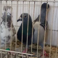 کبوتر پرشی
