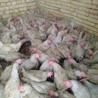 مرغ سفید هلندی