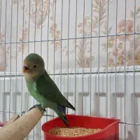 فروش / معاوضه طوطی کوتوله