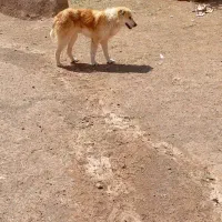 سک خراسانی