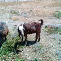 بز و کهره