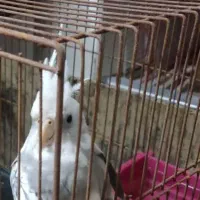 عروس هلندی آلبینو