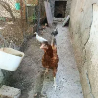 جوجه ومرغ