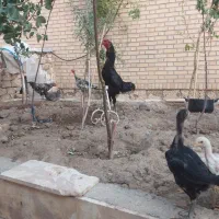 دو عدد خروس لاری افغان و اوشامو