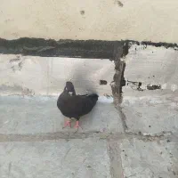 کفتر کبوتر (ماده زاغ کاکلی)