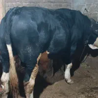 گوساله گوشتی سیمینتال