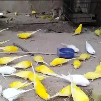 فروش مرغ عشق اسپانگل یا چشم شرابی
