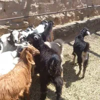 بز شیری  با بزغاله