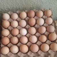 تخم مرغ محلی درجه یک