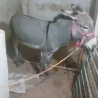 الاغ نر|حیوانات مزرعه|کاشان, فین بزرگ|دیوار