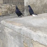 کبوتر زاغ دم سفید با طوق