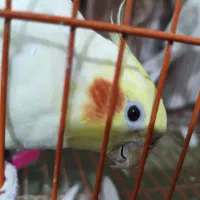 یک جفت عروس هلندی