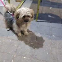 مالتیپو عروسکی