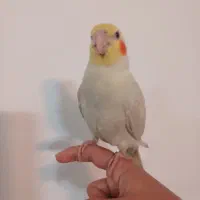 بچه عروس هلندی نر