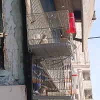 سره خاکی شیرازی