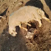 فروش قوچ نر اصیل، مولد و فوق‌العاده سرحال/وه رن