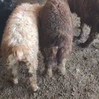 فروش ۶راس بره نرچاق نورابادممسنی