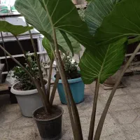 گل بابا آدم