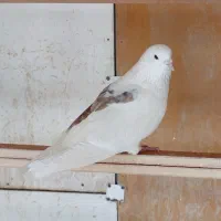 کبوتر پرشی یکجا