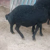 بره قوچ عطیقه