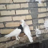 جوجه کفتر طوقی