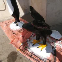 مجسمه عقاب و پنگوئن