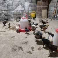 جوجه مرغ