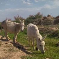 خر گوسفندی|حیوانات مزرعه|فیروزه, |دیوار
