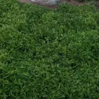 نشاء گوجه فرنگی نهال  با بهترین بذر