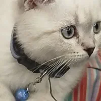 گربه اسکاتیش فولد چاکلت