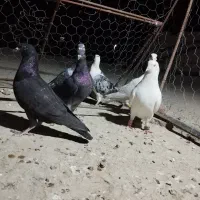 جوانه نر