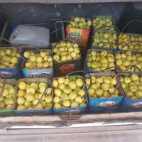 انجیر|خوردنی و آشامیدنی|ورامین, خورین|دیوار