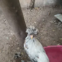 فروش 4عدد مرغ
